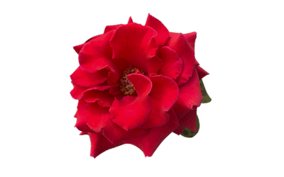 El sentido del humor nos hace resilientes