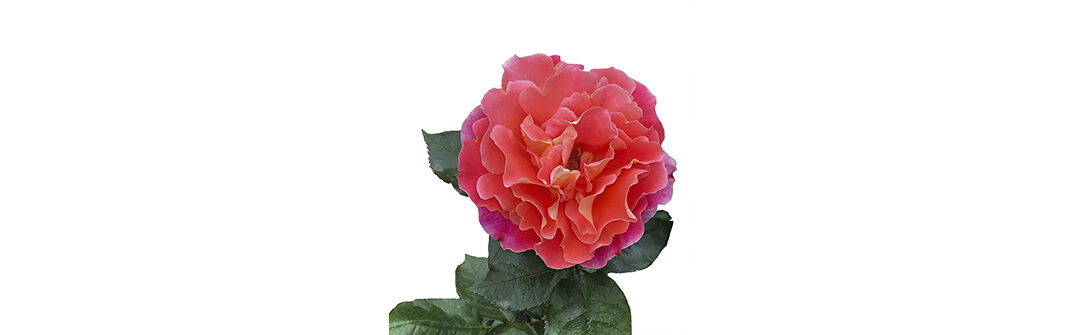 Psicología Positiva