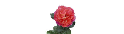 Psicología Positiva