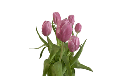 La fortaleza más mágica: la creatividad