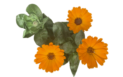 Gestión emocional I. Conocer nuestras emociones