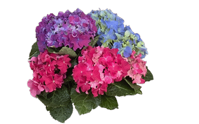 Gestión Emocional (II). Autorregulación