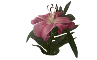 El carisma: una capacidad que inspira y ayuda a crecer