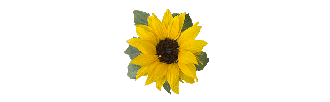 La curiosidad: la motivación para experimentar