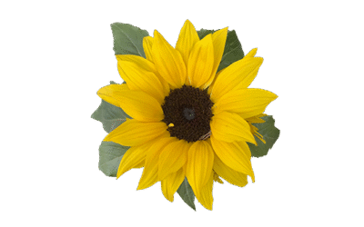 La curiosidad: la motivación para experimentar