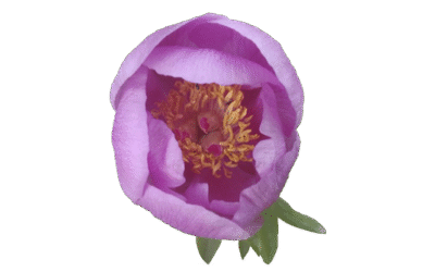 El perdón: la fortaleza que nos libera